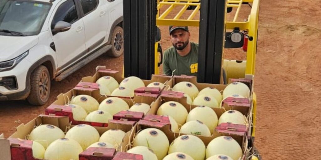 Agrodefesa garante segurança fitossanitária e Goiás inicia exportação de melão para a Argentina